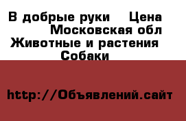 В добрые руки  › Цена ­ 1 000 - Московская обл. Животные и растения » Собаки   
